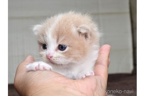 成約済の愛知県のスコティッシュフォールド(折れ耳)-67276の3枚目